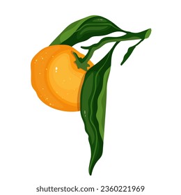Juicy citrus fruit mandarin orange.Vector graphics.