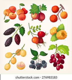 Juicy colorful berry set for label design. Illustration for cooking book or menu. 