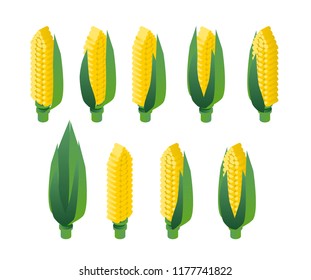 Juicy corn on a white background with green leaves.Flat isometric 3d