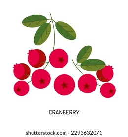 Juicy cranberry berry isolated on a white background. Vector illustration of berries for design