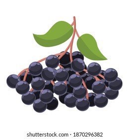 Icono de jugoso anciano. Caricatura del icono del vector de elderberry jugoso para diseño web aislado en fondo blanco