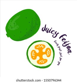 Juicy Feijoa. Fresh fruit drawn by hand. Vector illustration