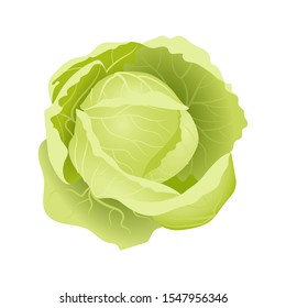 Juicy fresh cabbage, vector. Can be used for illustrations, design of various objects and on websites.