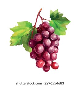 Juicy grape bunch, fresh from the vineyard icon isolated