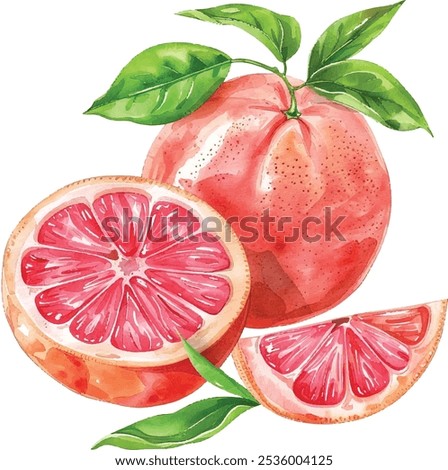 Juicy Grapefruit and Slices Watercolor Illustration. Hand-Painted Fresh Citrus Fruit Isolated on White Background.