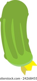 Juicy isolated cucumber on a blank background.