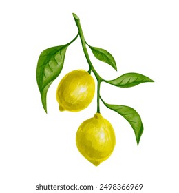 Juicy, juicy lemon citrus fruit. Vector graphics.
