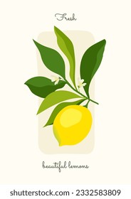juicy lemon hanging on a tree. yellow lemon poster