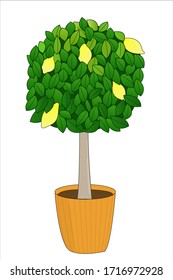 Jugoso limón en una olla