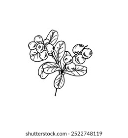 Juicy monochrome cranberries on branches with leaves bouquet realistic graphic sketch illustration. Etching drawing of berries for greeting cards, package design, advertising posters, labels.