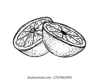 Jugoso Vector naranja ilustración aislada pintada por tintas negras. Dibujo monocromo del aguafuerte de los cítricos enteros y de la fruta a la mitad para la bebida fría del verano, menús de la barra, empaquetado fresco de la bebida, diseño del verano