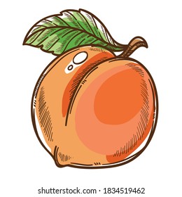 Juicy peach with leaf on stem, isolated icon of ripe product. Vegan or vegetarian menu or production. Agriculture or gardening, healthy eating nutrition rich in vitamins and antioxidants vector
