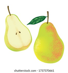 Juicy pears vector illustration. Whole pear and half pear in detailed texture rendering. Ready to use design template.