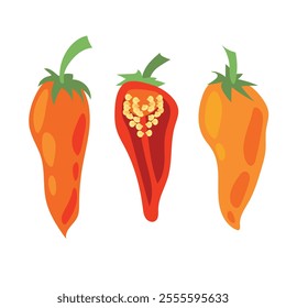 Juicy pepper. Paprika. Hot chili pepper. Seasoning. Useful Vegetables. Harvest. Botanical illustration. Vector illustration