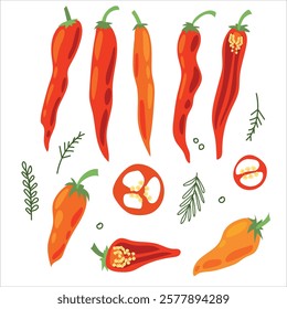 Juicy pepper. Paprika. Hot chili pepper. Seasoning. Useful Vegetables. Harvest. Botanical illustration. Vector illustration