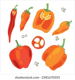 Juicy pepper. Paprika. Hot chili pepper. Seasoning. Useful Vegetables. Harvest. Botanical illustration. Vector illustration