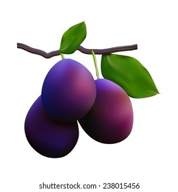 Juicy plum fruit closeup on white background