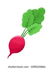 Juicy radish vegetable, pink redible bulb with green sprouts, tasty organic product, healthy food vector illustration isolated on white background.