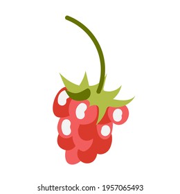 Juicy raspberry berry. The element is isolated on a white background. Vector illustration.