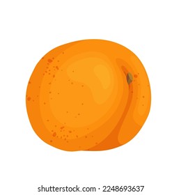 Juicy ripe apricot fruit.Vector graphics.