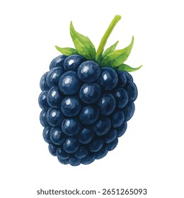 Juicy ripe blackberry fruit isolated on white background