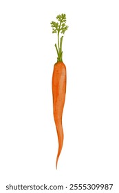 Juicy ripe carrot root vegetables.Vector graphics.