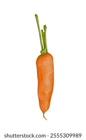 Juicy ripe carrot root vegetables.Vector graphics.