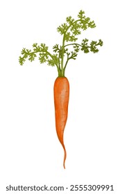 Juicy ripe carrot root vegetables.Vector graphics.