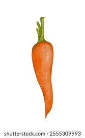 Juicy ripe carrot root vegetables.Vector graphics.