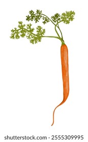 Juicy ripe carrot root vegetables.Vector graphics.