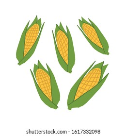 Juicy ripe corn cobs. Flat isolated vector illustration on white background. 