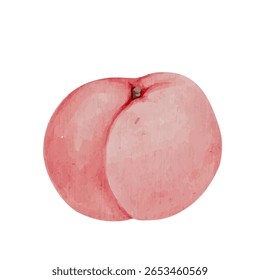Suculenta fruta madura de pêssego, nectarina. Gráficos vetoriais.