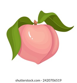 Juicy, ripe peach, nectarine fruit.Vector graphics.