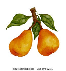 Juicy, ripe pear fruits. Vector graphics.