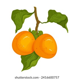 Juicy ripe persimmon fruit. Vector graphics.