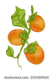 Juicy ripe persimmon fruits with green leaves. Vector graphics.