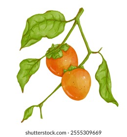 Juicy ripe persimmon fruits with green leaves. Vector graphics.