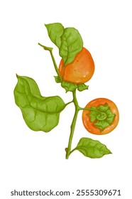 Juicy ripe persimmon fruits with green leaves. Vector graphics.