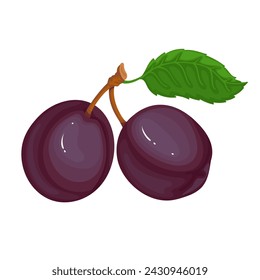 Juicy ripe plum fruit. Vector graphics.