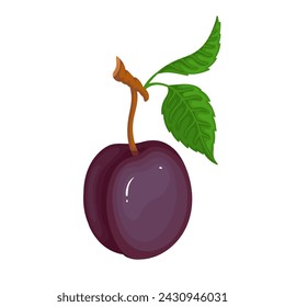 Jugosa fruta madura de ciruela. Gráficos vectoriales.