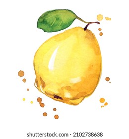 juicy ripe yellow quince watercolor ilustration