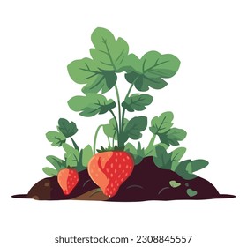 Juicy strawberry plant over white