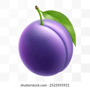 Juicy sweet plum isolated on transparent background. Purple plum fruits, prunes, natural berries, date fruit, fresh organic food. Realistic vector 3d illustration