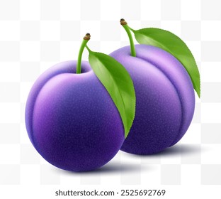 Juicy sweet plum isolated on transparent background. Purple plum fruits, prunes, natural berries, date fruit, fresh organic food. Realistic vector 3d illustration