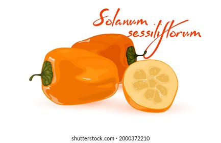 Juicy type of tomato vegetable, orange veggie, raw or cooked eating. Vector vegetarian food, light snack, lunch, product from farm, organic and eco design isolated on white background