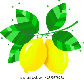 juicy yellow lemons on a branch