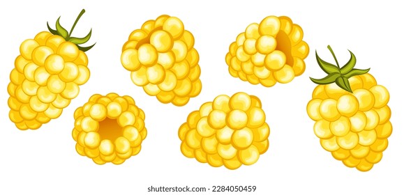 juicy yellow  raspberry with leaf vector illustration. Raspberry icon clipart. Raspberry cartoon.Sweet food. Realistic vector illustration. Berry set. Cloudberry