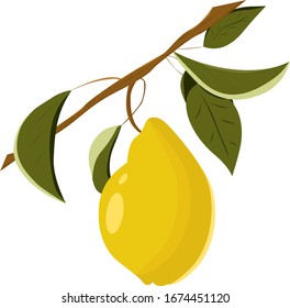 juicy yellow summer vector pear