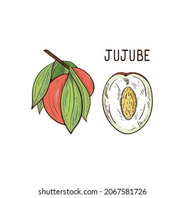 Jujube. A Branch With Leaves, A Fruit. Part Of The Fetus. Sketch.