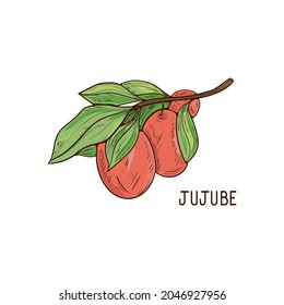 Jujube. Fruit And Leaves. Sketch. Color Drawing On A White Background. A Design Element.